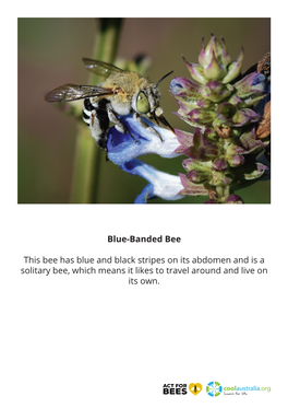 Native Bee Flashcards