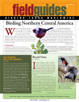 Birding Northern Central America Jesse Fagan