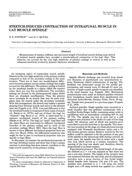 Stretch-Induced Contraction of Intrafusal Muscle in Cat Muscle Spindle1