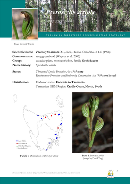 Pterostylis Atriola (Snug Greenhood) Pterostylis Atriola