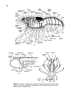 140 Cor Frontale Supraesophageal Ganglion . . K Antennary Optic