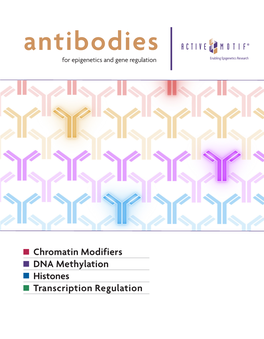 Antibodies for Epigenetics and Gene Regulation Enabling Epigenetics Research