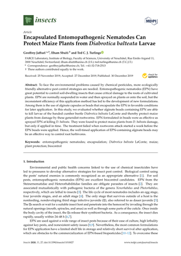 Encapsulated Entomopathogenic Nematodes Can Protect Maize Plants from Diabrotica Balteata Larvae