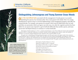 Distinguishing Johnsongrass and Young Summer Grass Weeds