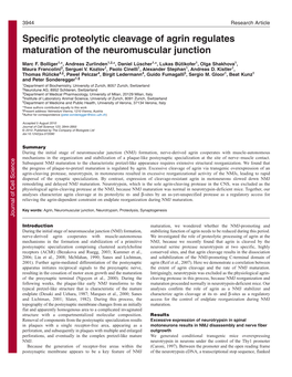 Specific Proteolytic Cleavage of Agrin Regulates Maturation of the Neuromuscular Junction