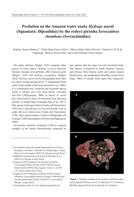 Predation on the Amazon Water Snake Hydrops Martii (Squamata: Dipsadidae) by the Redeye Piranha Serrasalmus Rhombeus (Serrasalmidae)