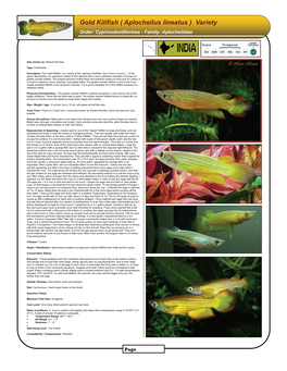 Gold Kilifish ( Aplocheilus Lineatus ) Variety