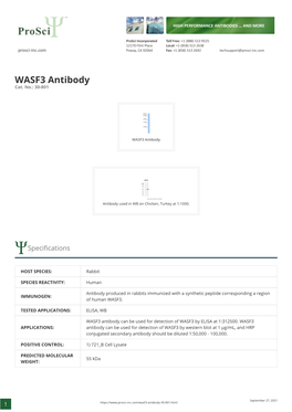 WASF3 Antibody Cat
