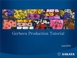 Gerbera Production Tutorial
