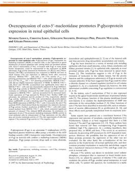 Overexpression of Ecto-5′-Nucleotidase Promotes P