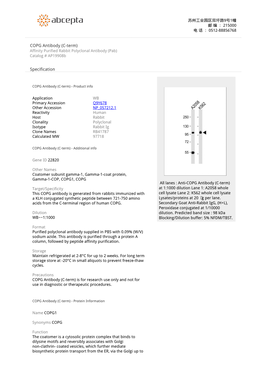 COPG Antibody (C-Term) Affinity Purified Rabbit Polyclonal Antibody (Pab) Catalog # Ap19908b