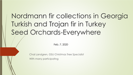 Nordmann Fir Collections in Georgia Turkish and Trojan Fir in Turkey Seed Orchards-Everywhere