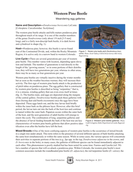 Western Pine Beetle Meandering Egg Galleries