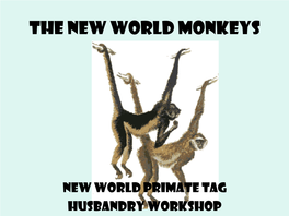 The New World Monkeys