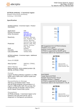 ACTR1B Antibody - C-Terminal Region Rabbit Polyclonal Antibody Catalog # AI13368