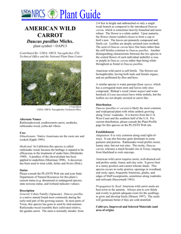 American Wild Carrot Is Self-Fertile