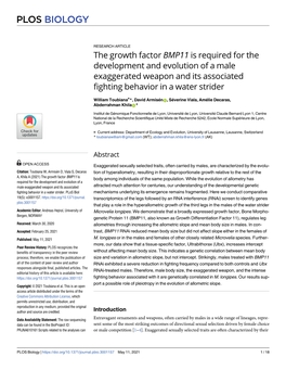 The Growth Factor BMP11 Is Required for the Development and Evolution of a Male Exaggerated Weapon and Its Associated Fighting Behavior in a Water Strider