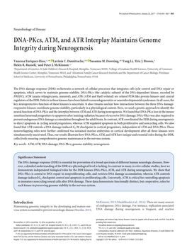 DNA-Pkcs, ATM, and ATR Interplay Maintains Genome Integrity During Neurogenesis