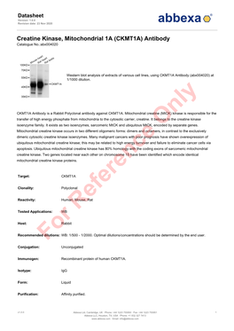 Creatine Kinase, Mitochondrial 1A (CKMT1A) Antibody Catalogue No.:Abx004020
