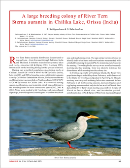 A Large Breeding Colony of River Tern Sterna Aurantia in Chilika Lake, Orissa (India)