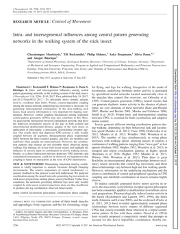 Intra- and Intersegmental Influences Among Central Pattern Generating Networks in the Walking System of the Stick Insect