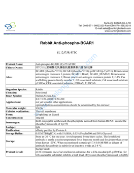 Rabbit Anti-Phospho-BCAR1-SL12575R