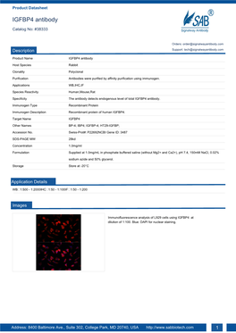 IGFBP4 Antibody