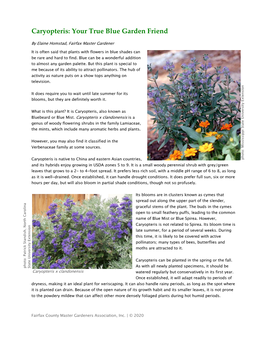 Caryopteris: Your True Blue Garden Friend