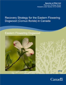 Eastern Flowering Dogwood (Cornus Florida) in Canada