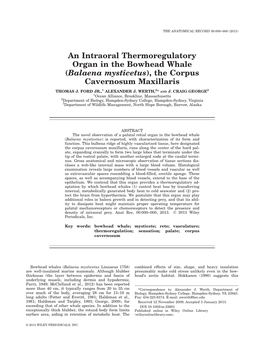 An Intraoral Thermoregulatory Organ in the Bowhead Whale (Balaena Mysticetus), the Corpus Cavernosum Maxillaris