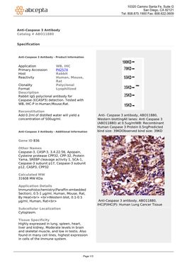 Anti-Caspase 3 Antibody Catalog # ABO11880