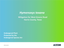 Hymenoxys Texana Mitigation for West Greens Road Harris County, Texas