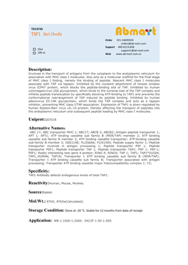 TAP1 Antibody Order 021-34695924 Orders@Ab-Mart.Com Support 400-6123-828 50Ul Support1@Ab-Mart.Com 100 Ul √ √ Web