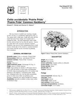 Celtis Occidentalis 'Prairie Pride'