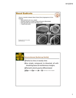 Basal Eudicots