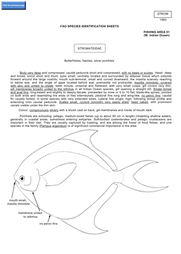 Strom 1983 Fao Species Identification Sheets