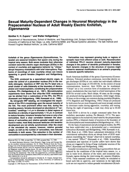 Sexual Maturity-Dependent Changes in Neuronal Morphology in the Prepacemaker Nucleus of Adult Weakly Electric Knifefish, Eigenmannia