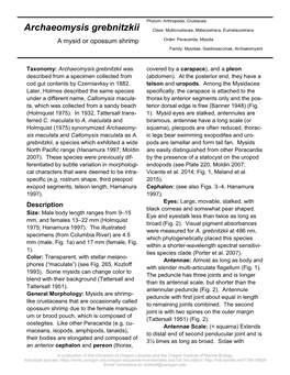 Archaeomysis Grebnitzkii Class: Multicrustacea, Malacostraca, Eumalacostraca