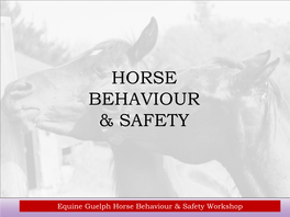 Horse Behaviour & Safety