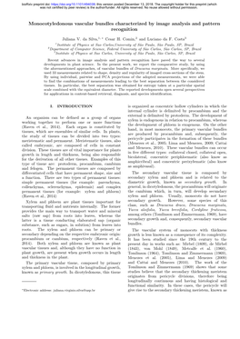 Monocotyledonous Vascular Bundles Characterized by Image Analysis and Pattern Recognition