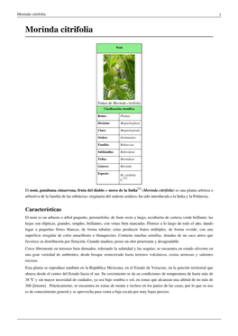 Morinda Citrifolia 1 Morinda Citrifolia