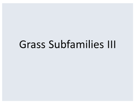 Grass Subfamilies III