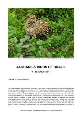 Jaguars & Birds of Brazil