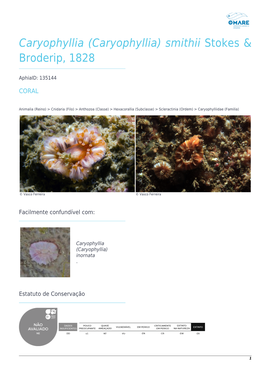 (Caryophyllia) Smithii Stokes & Broderip, 1828