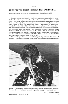 Blue-Footed Booby in Northern California