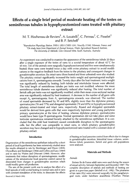 Seminiferous Tubules in Hypophysectomizedrams Treated with Pituitary