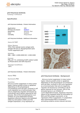 P53 Polyclonal Antibody Catalog # AP63523