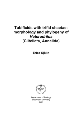 Morphology and Phylogeny of Heterodrilus (Clitellata, Annelida)