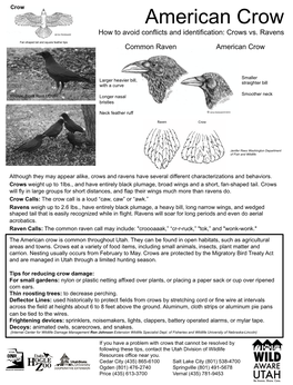 American Crow How to Avoid Conflicts and Identification: Crows Vs