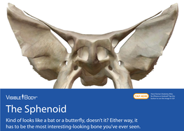 The Sphenoid Kind of Looks Like a Bat Or a Butterfly, Doesn’T It? Either Way, It Has to Be the Most Interesting-Looking Bone You’Ve Ever Seen
